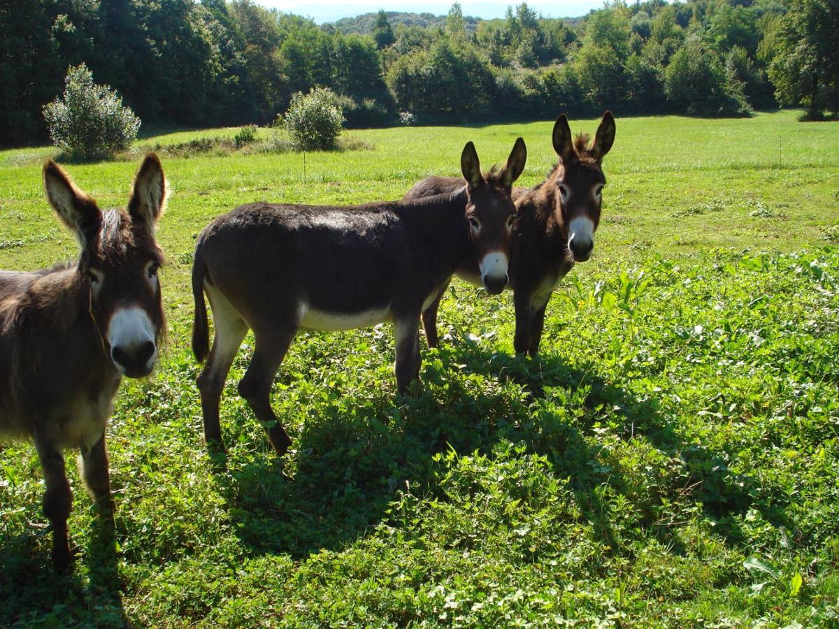 L'Oree Des Bois Dommartin-Les-Cuiseaux Exterior foto